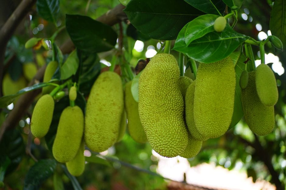 Lush green jackfruit hanging in clusters on a tree branch in a tropical setting.