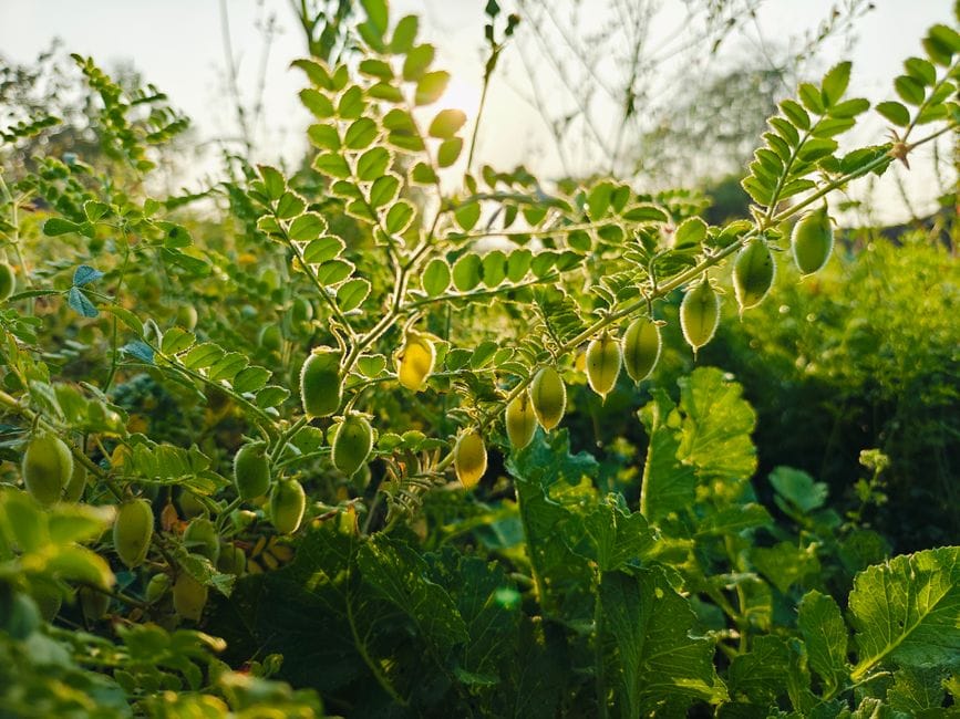 Close-up of vibrant green chickpea plants growing in a sunlit field in Koraon, Uttar Pradesh.