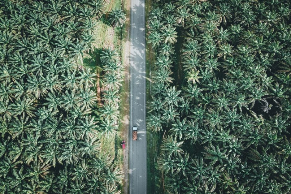 A stunning aerial view of a road cutting through a lush palm plantation in Chukai, Terengganu, Malaysia.
