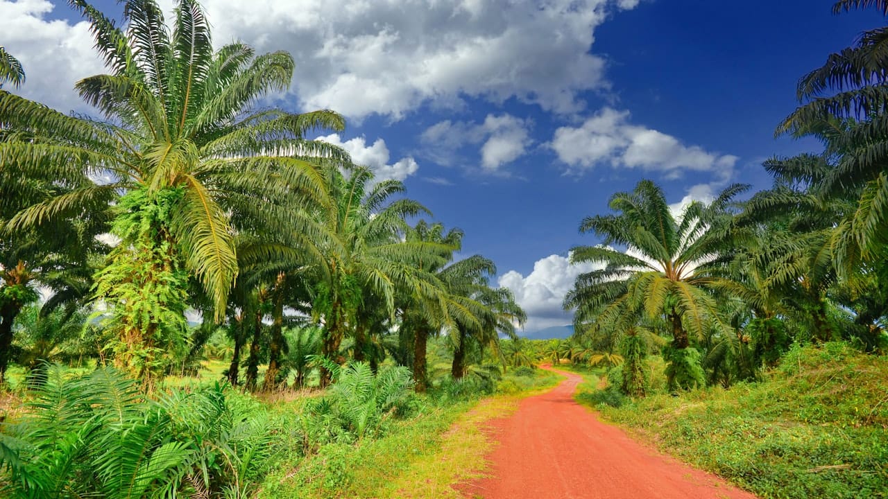 Is Palm Oil Vegan? Technically Yes, Ethically Complicated