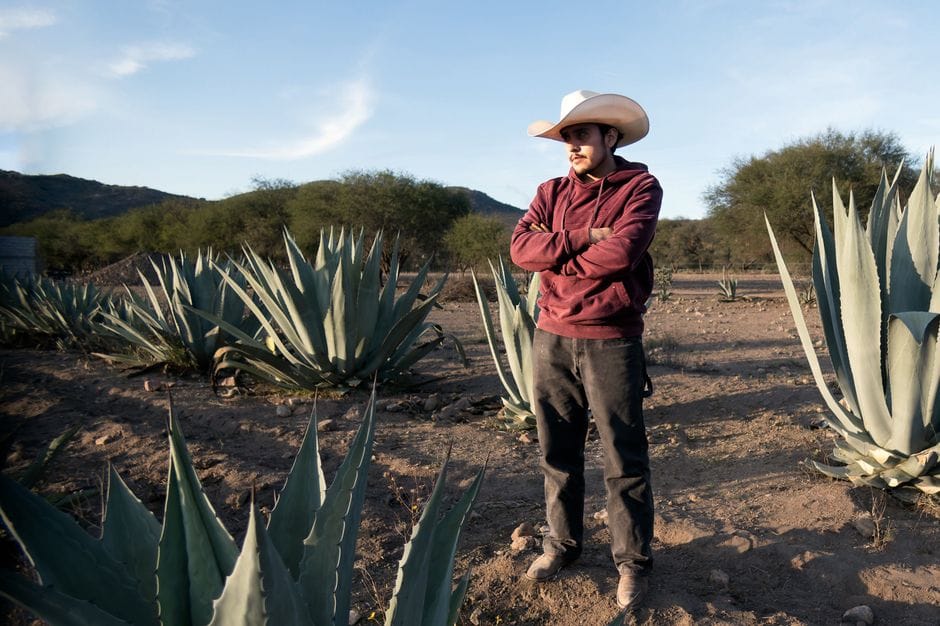 A Mexican farmer in a sombrero stands confidently among agave plants at sunset.