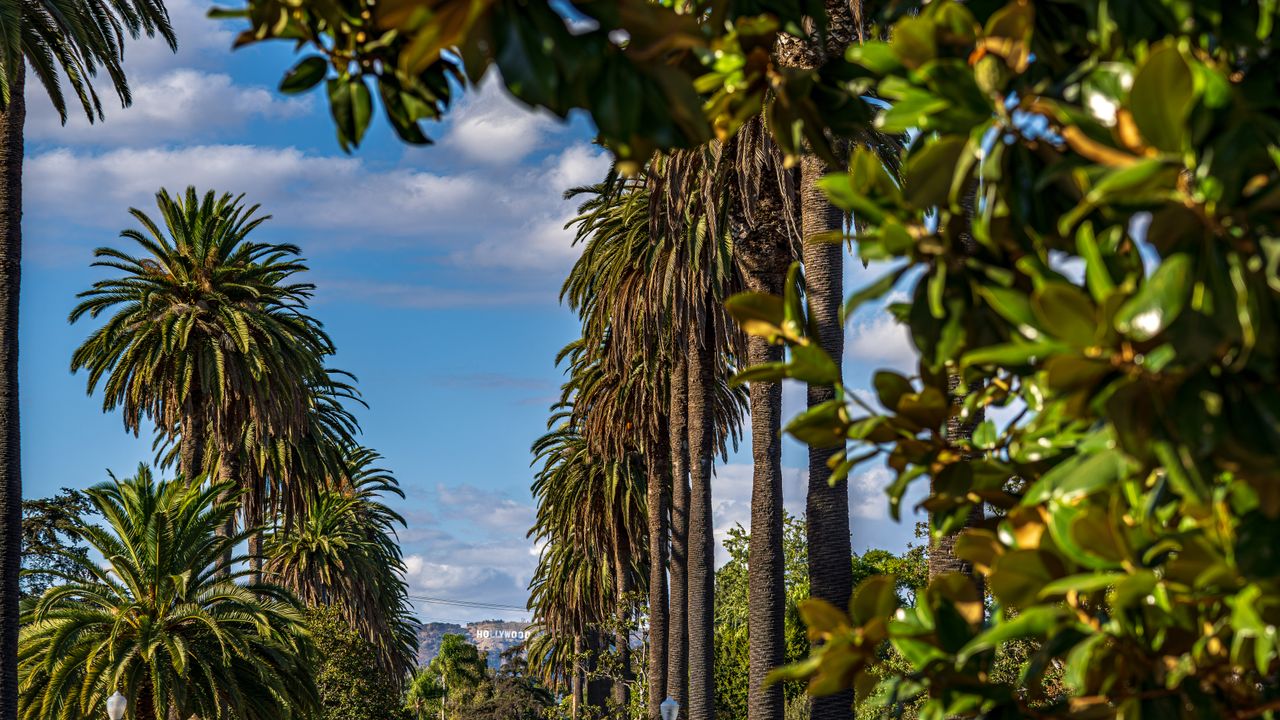 Palm trees line a sunny street in West Hollywood with the Hollywood Sign in the distance.